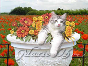 ecran chat et coquelicots