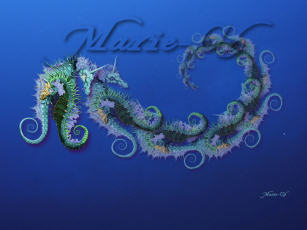 ecran dragons marins