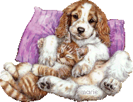 chien chat