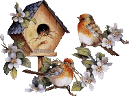 oiseaux
