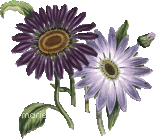fleur